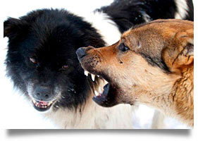 Oklahoma Dog Bite Attorney